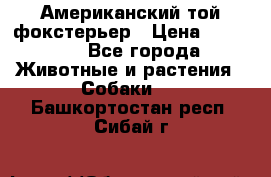 Американский той фокстерьер › Цена ­ 25 000 - Все города Животные и растения » Собаки   . Башкортостан респ.,Сибай г.